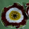 Primula Auricula Tosca - Abriachan Nurseries